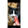 「いなば CIAO チャオ ちゅーる 猫 サーモン＆とりささみ 国産（14g×4本）6袋 ちゅ〜る キャットフード 猫用 おやつ」の商品サムネイル画像2枚目