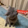 「いなば CIAO チャオ ちゅーる 猫 サーモン＆とりささみ 国産（14g×4本）6袋 ちゅ〜る キャットフード 猫用 おやつ」の商品サムネイル画像3枚目