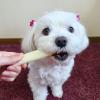 「ペティオ NEW 国産 ミルク風味ガム 無添加 デンタルロール 7本入 1セット（1袋×3）犬用 おやつ」の商品サムネイル画像4枚目