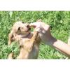 「デンティ・スリーフェアリー 犬用 歯みがきガム SS 超小型犬用 65g（約14個入）3袋 フォーキャンス」の商品サムネイル画像10枚目