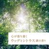 「芳香剤 部屋用 スッキーリ コルク+スティック ピュリチャー 木漏れ日の中で ウッディシトラス調の香り 本体 1個 室内 玄関 アース製薬」の商品サムネイル画像7枚目