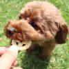 「森乳サンワールド 犬用 ワンラック お気にいり ミルクビスケット 国産 180g 5個 ドッグフード おやつ 単品送料無料」の商品サムネイル画像7枚目