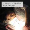 「ハシートップイン こぐまのおやすみライト GY 4535147747168 1個」の商品サムネイル画像3枚目