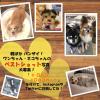 「（数量限定）ハロウィン セット 犬のおやつ 国産 70g 1袋 三矢コーポレーション 犬用 おやつ」の商品サムネイル画像7枚目