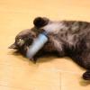 「キャティーマン じゃれ猫 猫のお遊びカラ振る草 3本セット 1個 ドギーマンハヤシ 猫じゃらし 猫用 おもちゃ」の商品サムネイル画像7枚目