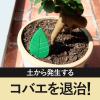 「コバエ 駆除 対策 観葉植物 アースガーデン BotaNice 土からわいた コバエ退治 粘着剤タイプ 1個（4個入） アース製薬」の商品サムネイル画像2枚目