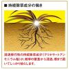 「（セール）根まで枯らす虫よけ除草王プレミアム 4.8L フマキラー」の商品サムネイル画像6枚目