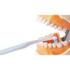 「DENTALPRO（デンタルプロ） ポイントブラシ ふつう 1セット（3本） デンタルプロ 歯ブラシ」の商品サムネイル画像5枚目