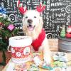 「チョイあげ 牛太郎 牛タン入り 50g 5袋 国産 わんわん ドッグフード 犬 おやつ」の商品サムネイル画像4枚目