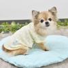 「Jekyll Egg（ジキルエッグ）ドットTシャツ M イエロー 1個 犬用 アルクロース」の商品サムネイル画像3枚目