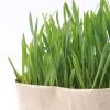 「無印良品 猫草栽培セット 2個入り 2セット 良品計画（イチオシ）」の商品サムネイル画像3枚目