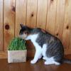 「無印良品 猫草栽培セット 2個入り 2セット 良品計画（イチオシ）」の商品サムネイル画像5枚目
