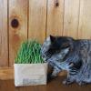 「無印良品 猫草栽培セット 2個入り 2セット 良品計画（イチオシ）」の商品サムネイル画像6枚目