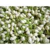 「【ワゴンセール】趣華茶(syukacha) 有機 ジャスミン茶 ティーバッグ 1袋（30バッグ入）」の商品サムネイル画像4枚目