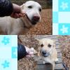 「お魚で出来たデンタルスティックガム サーモン味 Mサイズ 小型犬・中型犬用 60g 1袋 F＆BELL 犬用 おやつ」の商品サムネイル画像4枚目