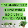 「【園芸用品】プロトリーフ 室内向け観葉・多肉の土 細粒 小鉢用 0.6L 1袋」の商品サムネイル画像4枚目