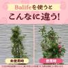 「【園芸用品】アース製薬 殺虫殺菌剤 Balife バライフ バラの虫・病気 退治＆予防 1000ｍL  50004245 1本」の商品サムネイル画像5枚目