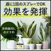 「【園芸用品】アース製薬 観葉植物 防カビ BotaNice ボタナイス 土のカビ予防 350mL  50004197 1本」の商品サムネイル画像3枚目