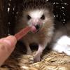 「【ワゴンセール】ミニアニマン 小動物のやみつきコオロギ クランベリー入り 国産 25g 3袋（わけあり品）」の商品サムネイル画像6枚目