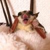「【ワゴンセール】ミニアニマン 小動物のやみつきコオロギ クランベリー入り 国産 25g 3袋（わけあり品）」の商品サムネイル画像9枚目