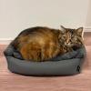 「ふっくらスクエアペットベッド チャコール 猫 犬 LAKOLE/ラコレ」の商品サムネイル画像2枚目
