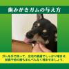 「（セール）ペットキッス 食後の歯みがきガム やわらかタイプ 超小〜小型犬用 国産 90g 3袋 ドッグフード 犬 おやつ 歯磨き」の商品サムネイル画像7枚目