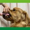 「歯ブラシ ペットキッス（PETKISS）犬猫用 デンタルブラシ 大きめヘッド 国産 1本 ライオンペット」の商品サムネイル画像6枚目