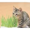「猫草 ミーちゃんのすっきり生野菜 2個入×20袋 イデシギョー」の商品サムネイル画像3枚目