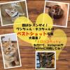 「モンプチ プチリュクス カップ チキン＆ツナ 57g 24個 キャットフード 猫 ウェット」の商品サムネイル画像6枚目