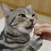 「ドギーマン キャットフード 猫ちゃんホワイデント ストロング ツナ味 国産 25g 2袋」の商品サムネイル画像8枚目