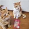 「いなば CIAO チャオ ちゅーる 猫 まぐろ 国産（14g×4本）10袋 ちゅ〜る キャットフード 猫用 おやつ」の商品サムネイル画像3枚目