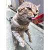 「いなば CIAO チャオ ちゅーる 猫 まぐろ＆贅沢サーモン 国産（14g×4本）10袋 ちゅ〜る キャットフード 猫用 おやつ 単品送料無料」の商品サムネイル画像3枚目