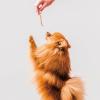 「無添加良品 国産鶏のささみ極細づくり 40g 3袋 ドギーマン ドッグフード 犬 おやつ」の商品サムネイル画像3枚目