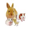 「小動物のかじっておいしい ミニコーン 小動物 200g 3袋 ドギーマン」の商品サムネイル画像7枚目