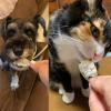 「海鮮堂 干し真鯛 無添加 国産 15g 1袋 F＆Bell 犬用 猫用 おやつ」の商品サムネイル画像5枚目