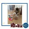「朝市場 猫用 鰹の旨みスープ 白身魚 60g 96袋 F＆Bell キャットフード パウチ」の商品サムネイル画像5枚目
