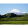 「大井川茶園　静岡特上煎茶　徳用　1袋（500g）」の商品サムネイル画像6枚目