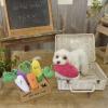 「【アウトレット】お野菜フレンズBOX 1個 犬用 おもちゃ アルクロース」の商品サムネイル画像2枚目