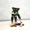 「にんじんロープトイ 1個 犬用 おもちゃ アルクロース」の商品サムネイル画像3枚目