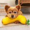 「オレンジピロー 1個 犬用 アゴ置き枕 アルクロース」の商品サムネイル画像4枚目