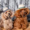 「ソルグラ チロリアン麦わら帽子 Sサイズ イエロー 1個 犬用 アルクロース 新商品」の商品サムネイル画像2枚目