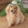 「ソルグラ チロリアン麦わら帽子 Mサイズ イエロー 1個 犬用 アルクロース」の商品サムネイル画像3枚目