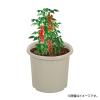 「【園芸用品】中山福 ベストコ 鉢 ポット 8号 アイボリー ベジタブル＆フラワー ガーデン MA-4188 1個」の商品サムネイル画像2枚目