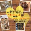 「【ワゴンセール】キャットフード ルナ LUNA 成猫 かつお節と小えび＆ほたて味ビッツ添え 国産 720g（小分け180g×4袋）（わけあり品）」の商品サムネイル画像9枚目