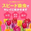 「【園芸用品】 アース製薬 アースガーデン 花いとし エコパック 850mL 園芸用 殺虫剤 殺菌剤 駆除 954005 1個」の商品サムネイル画像2枚目