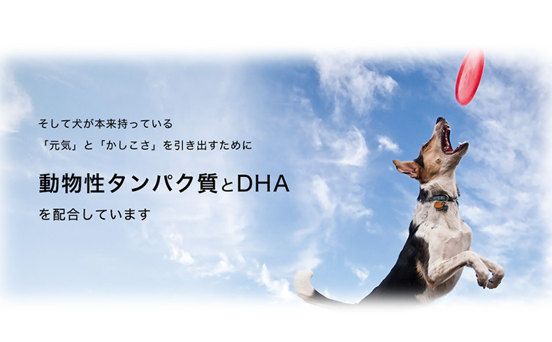 ユーカヌバ お試し企画 2.7kg / 中型犬 大型犬 子犬 成犬 老犬 体重管理 プレミアムフード 高消化性たんぱく質配合フード :stw-165873:モコペット - 通販 - Yahoo!ショッピング - 일본구매대행 직구 미스터스토어 ユーカヌバ お試し企画 2.7kg / 中型犬 大型犬 子犬 成犬 老犬 体重管理 プレミアムフード 高消化性たんぱく質配合フード :stw-165873:モコペット - 通販 - Yahoo!ショッピング - 일본구매대행 직구 미스터스토어