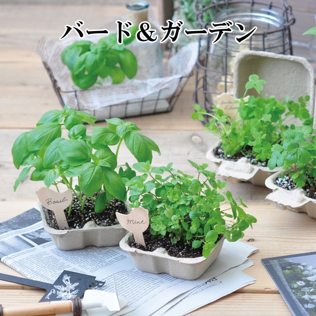 栽培キット かわいい 栽培セット ハーブ バジル 室内 プレゼント Bird Garden バード ガーデン ミント ワイルドストロベリー 四つ葉のクローバー Sst063 癒しグッズ専門店 なごみ 通販 Yahoo ショッピング 일본구매대행 직구 미스터스토어