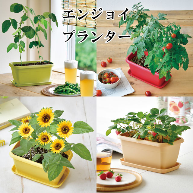 栽培キット エンジョイプランター ベジ フラワー エダマメ ミニトマト ミニヒマワリ 栽培セット 種 野菜 かわいい おしゃれ ギフト インテリア 置物 グッズ Sst212 癒しグッズ専門店 なごみ 通販 Yahoo ショッピング 일본구매대행 직구 미스터스토어