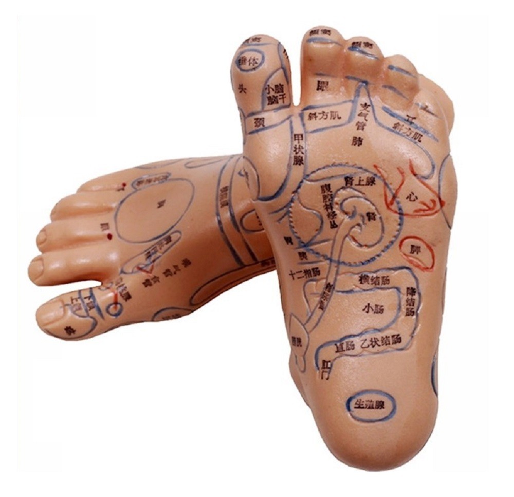 足型シリコン模型　マッサージ練習等 2個セット 足つぼ 模型 足つぼマッサージ 体系的に覚える ツボ