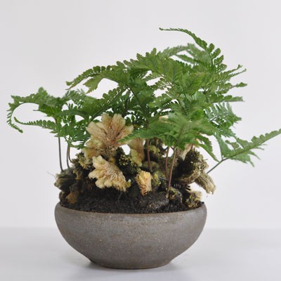 石化トキワシノブ 縁起の良い招き猫盆栽 石化トキワシノブ ギフト 盆栽 開店 お祝い 退職 ラッピング 父の日 敬老の日 誕生日 a284 盆栽妙 ヤフー店 通販 Yahoo ショッピング 일본구매대행 직구 온재팬